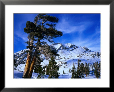 Ancient Limber Pines With Snowy Mountain Behind Sequoia National Park, California, Usa by Rob Blakers Pricing Limited Edition Print image