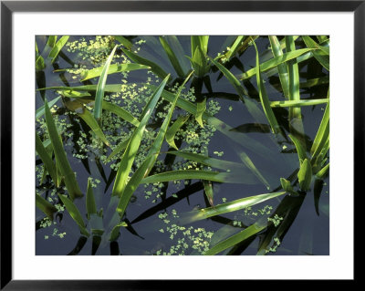 Stratiotes Aloides (Water Soldier) & Lemna Minor (Duckweed) In Water by Sunniva Harte Pricing Limited Edition Print image