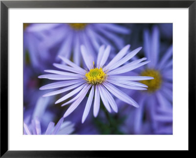 Aster Pyrenaeus Lutetia by Lynn Keddie Pricing Limited Edition Print image