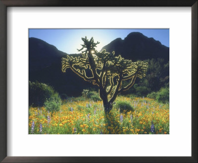 Wildflowers And Cacti In Sunlight, Organ Pipe Cactus National Monument, Arizona, Usa by Christopher Talbot Frank Pricing Limited Edition Print image