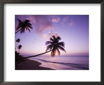 Palm Trees At Sunset, Coconut Grove Beach At Cade's Bay, Nevis, Caribbean by Greg Johnston Pricing Limited Edition Print image