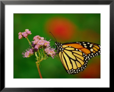 Monarch Butterfly At The Botanical Gardens In Zilker Park, Austin, Texas by Richard Cummins Pricing Limited Edition Print image