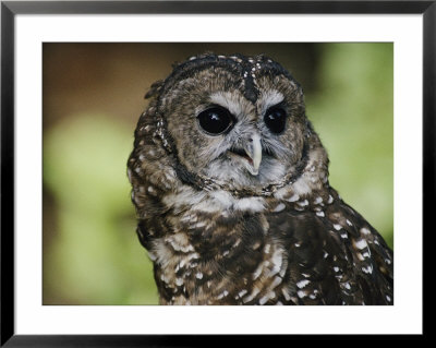 Captive Northern Spotted Owl At The Zoo by Joel Sartore Pricing Limited Edition Print image