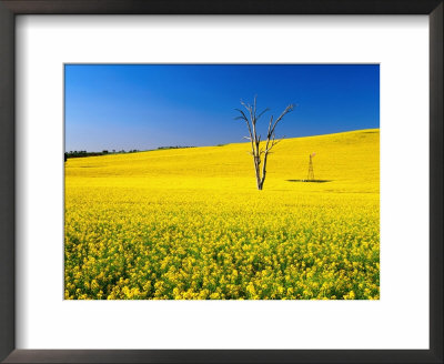 Dead Tree In Field Of Flowering Canola, Cootamundra, New South Wales, Australia by Ross Barnett Pricing Limited Edition Print image