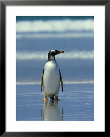 Gentoo Penguin, Falklands by Kenneth Day Pricing Limited Edition Print image
