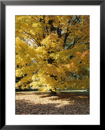Shades Of Yellow, Gold And Orange, Typical Fall Colours, New Hampshire, New England, Usa by Amanda Hall Pricing Limited Edition Print image
