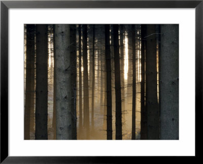 Fog In The Forest, Bielefeld, North Rhine-Westphalia, Germany by Thorsten Milse Pricing Limited Edition Print image