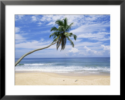 Palm Tree, Hikkaduwa Beach, Sri Lanka, Indian Ocean by Yadid Levy Pricing Limited Edition Print image