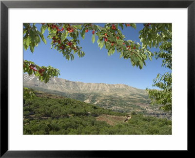 Cherry Tree, Bcharre, Qadisha Valley, Unesco World Heritage Site, North Lebanon, Middle East by Christian Kober Pricing Limited Edition Print image