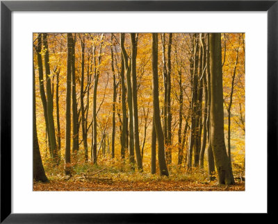 Beech Trees In Autumn, Queen Elizabeth Country Park, Hampshire, England, United Kingdom by Jean Brooks Pricing Limited Edition Print image