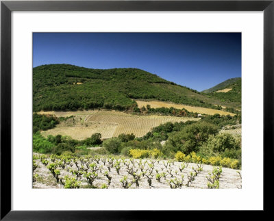 Corbiere Vineyards Near Durban, Languedoc-Roussillon, France by Michael Busselle Pricing Limited Edition Print image
