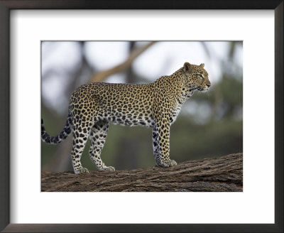 Leopard (Panthera Pardus) Standing On Log, Samburu Game Reserve, Kenya, East Africa, Africa by James Hager Pricing Limited Edition Print image
