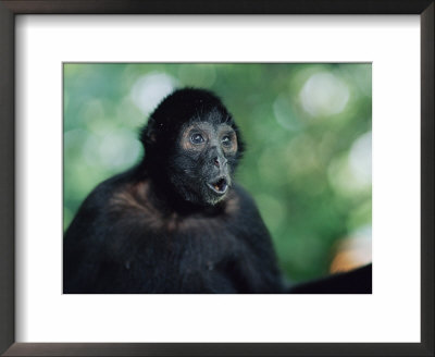 Spider Monkey by Anup Shah Pricing Limited Edition Print image