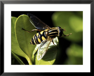 American Hover Fly, Metasurphus Americanus by Larry F. Jernigan Pricing Limited Edition Print image