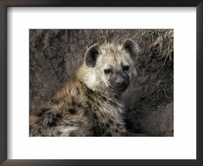 Young Spotted Hyena Pup Rests In The Shade Of A River Bank by Jason Edwards Pricing Limited Edition Print image