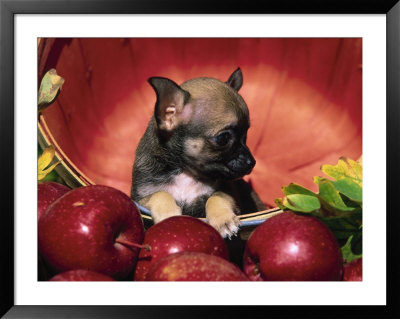 Chihuahua Puppy In Apple Basket by Lynn M. Stone Pricing Limited Edition Print image