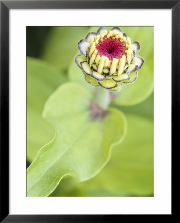 Zinnia Elegans Ruffles Series, Close-Up Of A Flower In Bud by Hemant Jariwala Pricing Limited Edition Print image