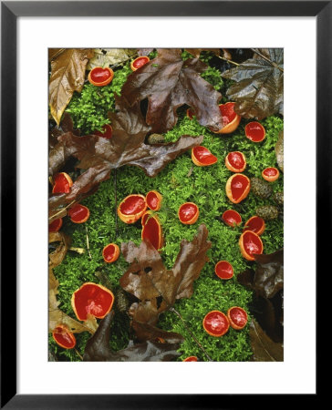 Scarlet Cup Fungi On Bed Of Moss On Forest Floor, Columbia River Gorge National Scenic Area, Oregon by Steve Terrill Pricing Limited Edition Print image
