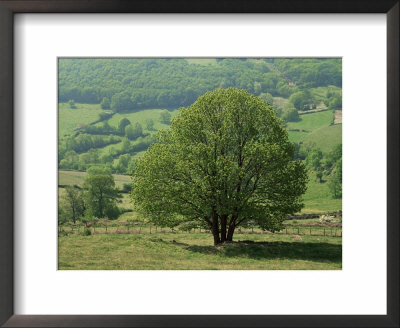 Tree And Meadow, Burgundy, France by Michael Busselle Pricing Limited Edition Print image