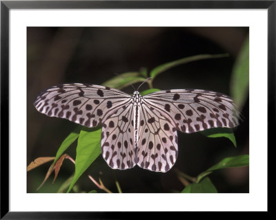 Paper Kite, Idea Leuconoe, Indonesia by Robert Franz Pricing Limited Edition Print image