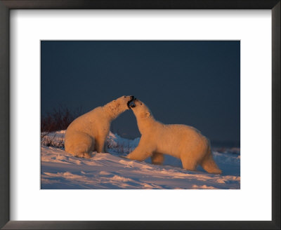 Two Polar Bears (Ursus Maritimus) Play With Each Other by Norbert Rosing Pricing Limited Edition Print image