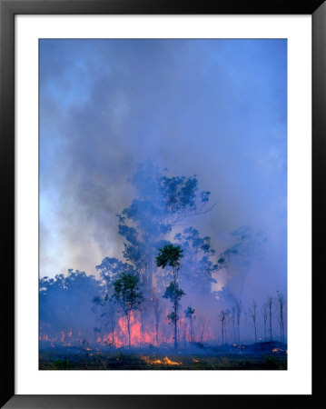 Trees Engulfed In Bushfire, Kakadu National Park, Australia by Richard I'anson Pricing Limited Edition Print image