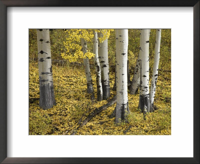 Aspens In Fall Colors, Near Ouray, Colorado, United States Of America, North America by James Hager Pricing Limited Edition Print image
