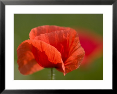 Corn Poppy, Papaver Rhoeas, Bielefeld, Nordrhein Westfalen, Germany by Thorsten Milse Pricing Limited Edition Print image