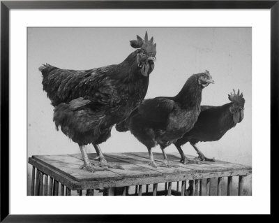 Heshe Chickens by Francis Miller Pricing Limited Edition Print image