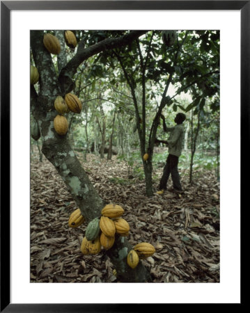 Cacao Tree Laden With Fat Yellow Seed Pods by James L. Stanfield Pricing Limited Edition Print image