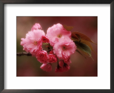 Close-Up Of Cherry Blossoms At Osaka Cherry Blossom Festival, Osaka, Japan by Nancy & Steve Ross Pricing Limited Edition Print image