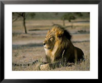 Lion (Panthera Leo), Kalahari Gemsbok Park, South Africa, Africa by Steve & Ann Toon Pricing Limited Edition Print image