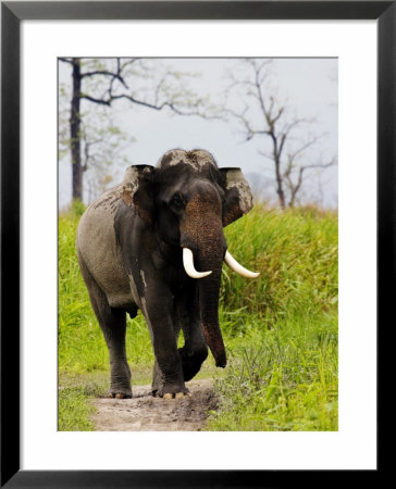 Asian Elephant, Mock Charge By Male, Assam, India by David Courtenay Pricing Limited Edition Print image