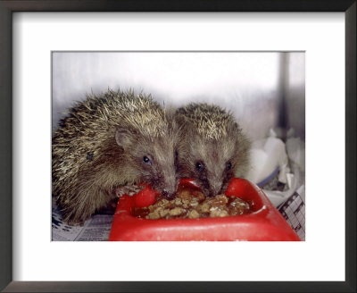 Hedgehog, Pair Eating Whilst In Rehabilitation Centre, Aylesbury, Uk by Les Stocker Pricing Limited Edition Print image