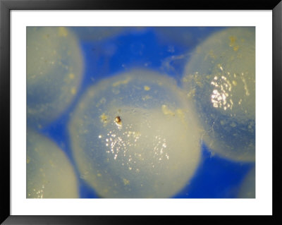 A Close View Of A Cluster Of Herring Eggs by Bill Curtsinger Pricing Limited Edition Print image