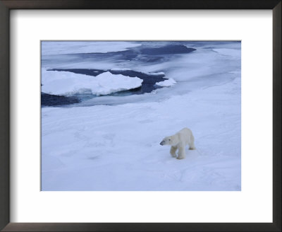 Polar Bear On Pack Ice North Of Spitsbergen, Svalbard, Arctic, Norway by Tony Waltham Pricing Limited Edition Print image