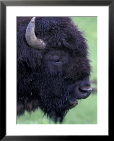 Bison Profile, Yellowstone National Park, Wyoming, Usa by Jamie & Judy Wild Pricing Limited Edition Print image