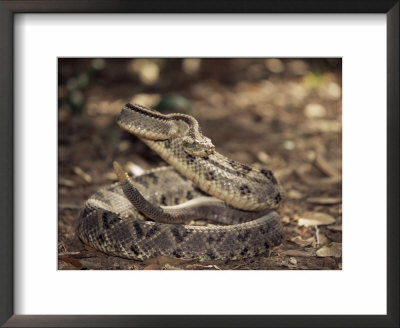 Close-Up Of A Rattlesnake, Belize, Central America by James Gritz Pricing Limited Edition Print image