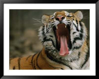 A Siberian Tiger Yawns While Resting by Joel Sartore Pricing Limited Edition Print image