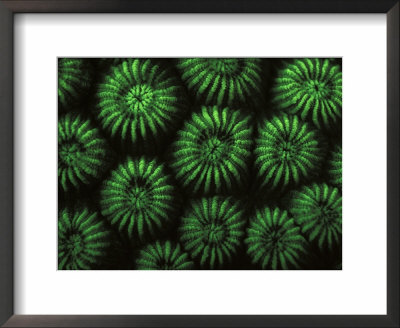 Hard Corals, Fluorescent Under Uv Light, Papua New Guinea by Jurgen Freund Pricing Limited Edition Print image