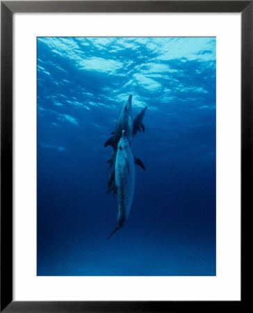 Atlantic Spotted Dolphins, Swimming Vertically, Bahamas by Gerard Soury Pricing Limited Edition Print image