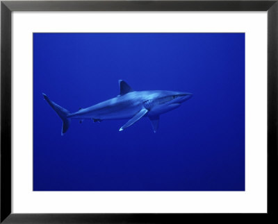 Silvertip Shark, Swimming, Tuamotu, French Polynesia by Gerard Soury Pricing Limited Edition Print image