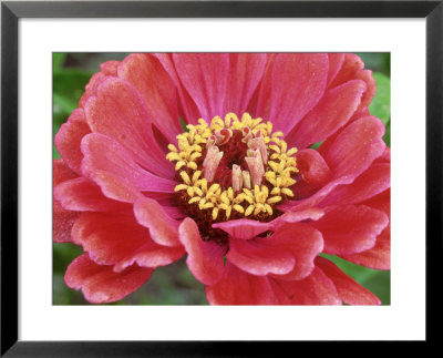 Zinnia Elegans (Zinnia), Close-Up Of Red Flower by Michael Davis Pricing Limited Edition Print image