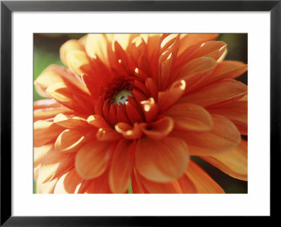 Dahlia Mummies Favourite, Close-Up Of Orange Flower by Lynn Keddie Pricing Limited Edition Print image