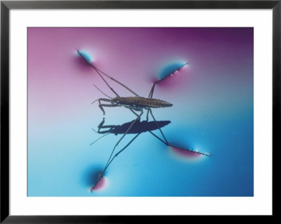 Water Strider Demonstrates Surface Tension Of Water by David M. Dennis Pricing Limited Edition Print image