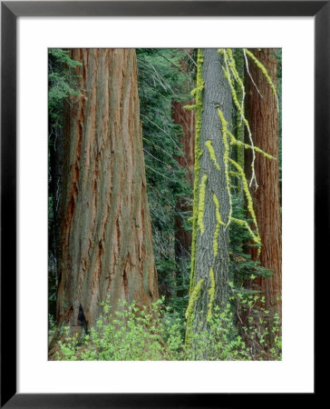 Giant Sequoia, Spruce Tree With Lichen, Sierra Nevada, Usa by Olaf Broders Pricing Limited Edition Print image