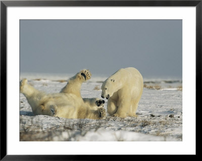 A Male Polar Bear Surrenders During A Play-Fighting Session by Norbert Rosing Pricing Limited Edition Print image