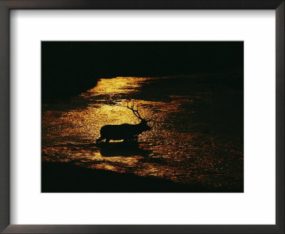 A Bull Elk Crosses A River In Which The Yellowstone Fire Of 1988 Is Reflected by Michael S. Quinton Pricing Limited Edition Print image