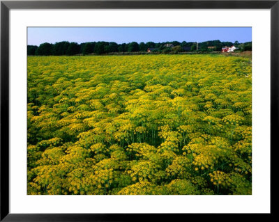 Dillflowers In Bloom In Bjare, Sweden by Anders Blomqvist Pricing Limited Edition Print image