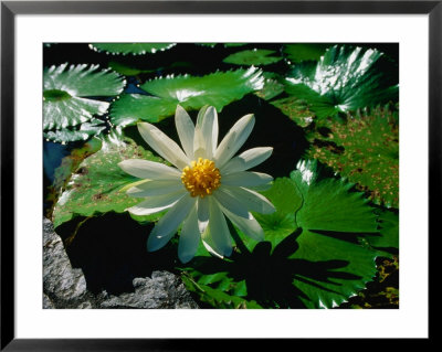 Detail Of Water Lily, Indonesia by Nicholas Reuss Pricing Limited Edition Print image